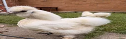 Chickens poultry for sale: Chicken silkey - Advert 3