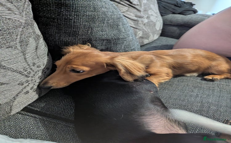 Miniature Dachshund dogs - Advert 1