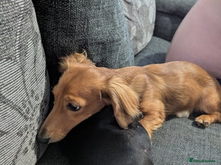 Miniature Dachshund dogs - Advert 19