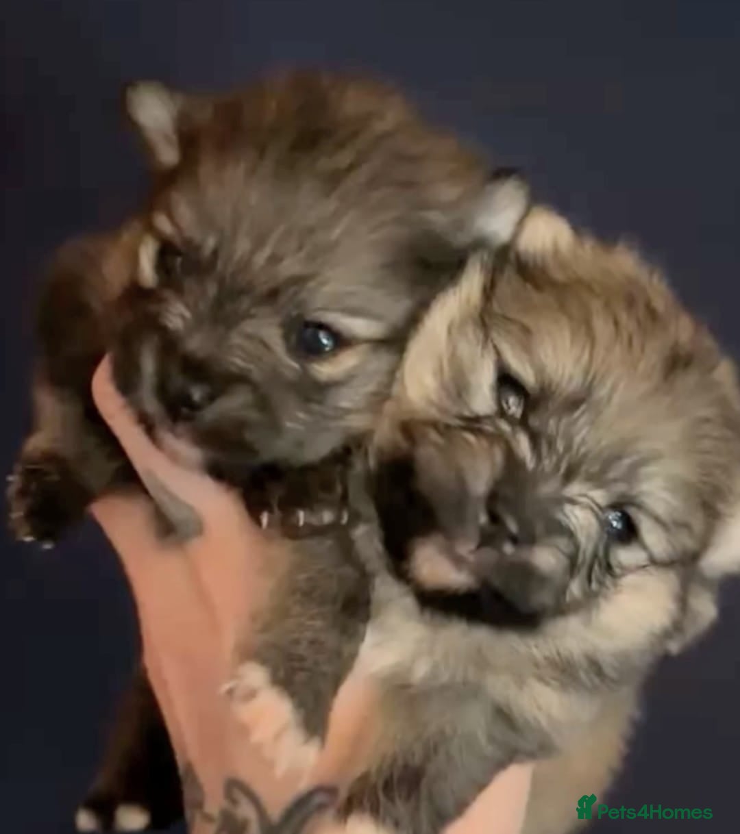 Pomeranian dogs for sale: Stunning fluffy balls  - Advert 9