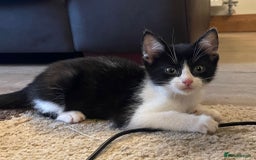 Mixed Breed cats for sale: Beautiful Cuddly Kittens - Image 6