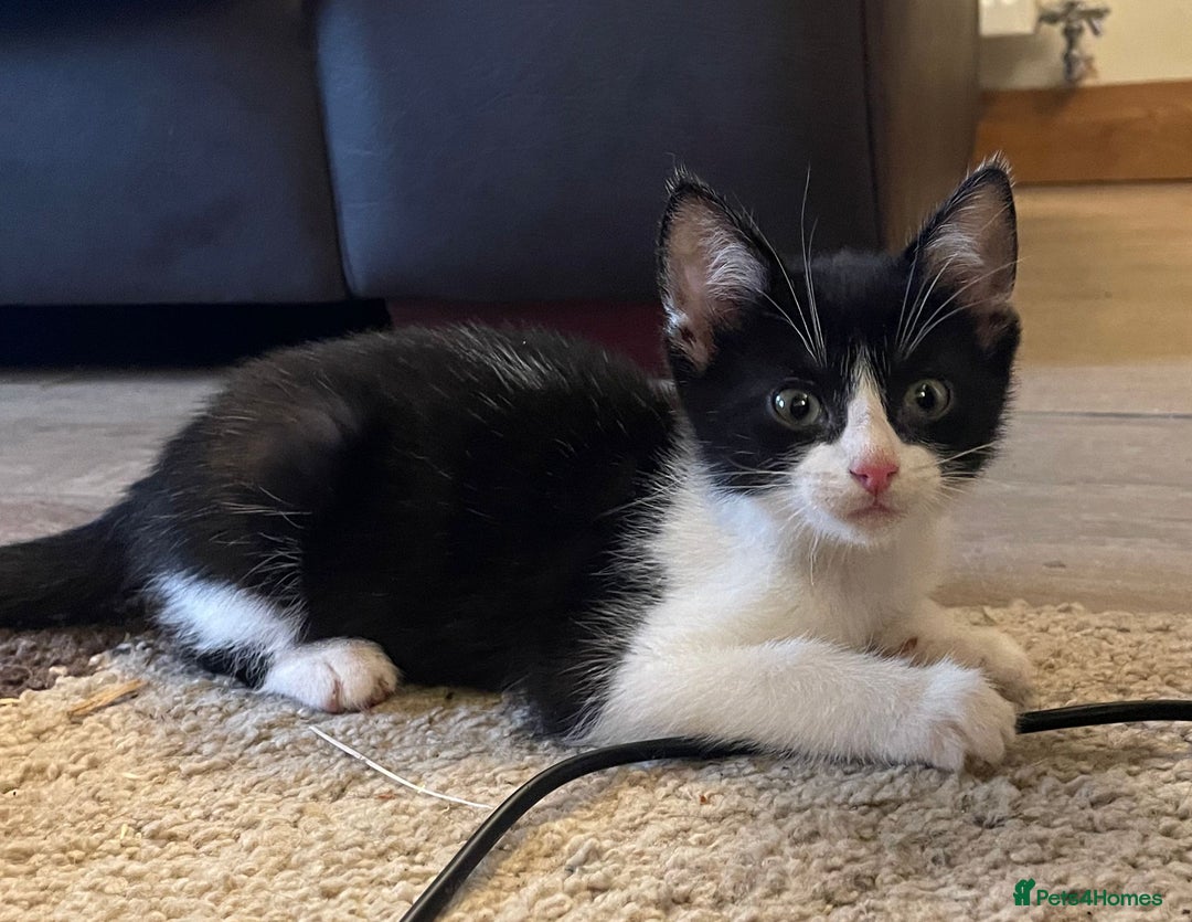 Mixed Breed cats for sale: Beautiful Cuddly Kittens - Image 6