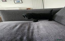 Cockapoo dogs for sale: Beautiful f2b cockapoos  - Image 9