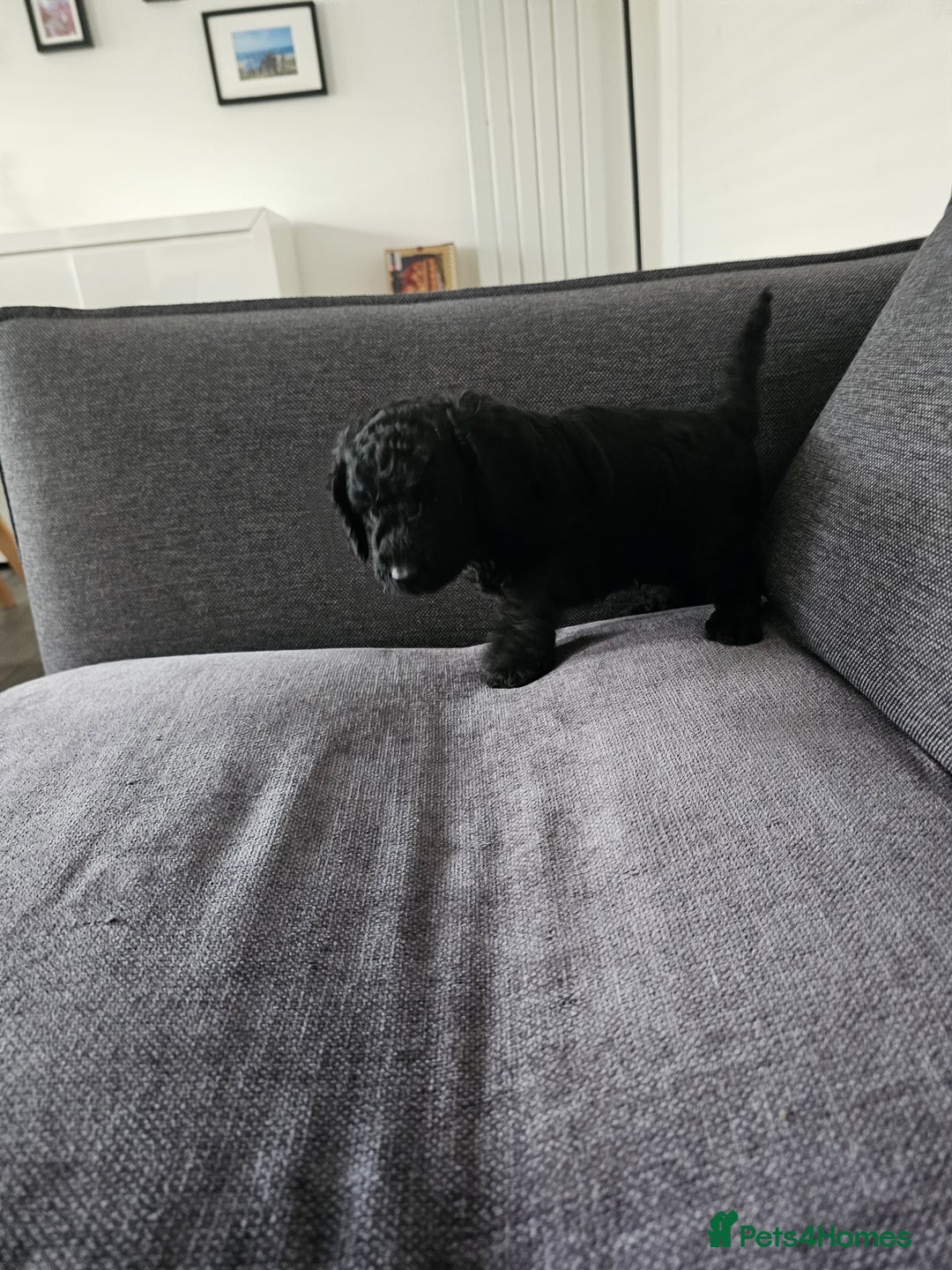 Cockapoo dogs for sale: Beautiful f2b cockapoos  - Image 9