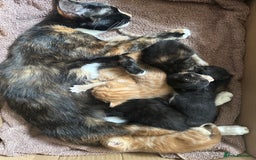 Mixed Breed cats for sale: 3 beautiful playful kittens  - Image 29