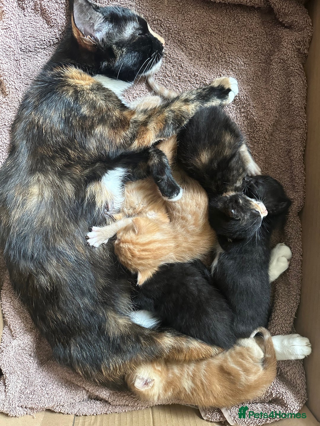 Mixed Breed cats for sale: 3 beautiful playful kittens  - Image 29