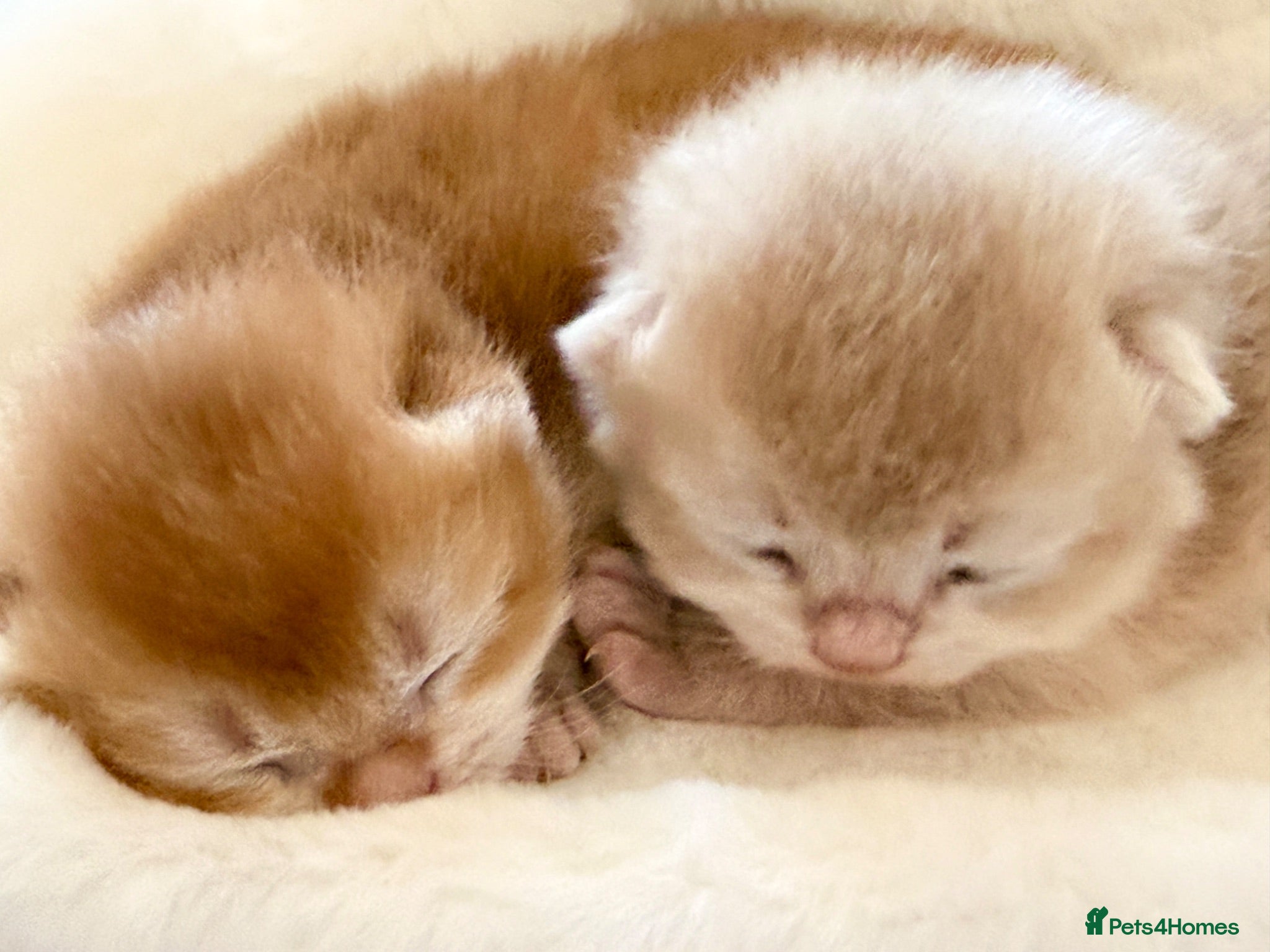 British Shorthair cats BSH Golden kittens Ecx show quality, Tica reg  - Advert 1
