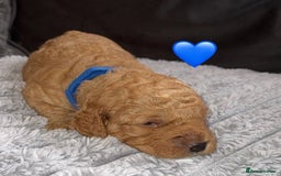 Cavapoo dogs for sale: Cavapoo puppies F1BB - Image 8
