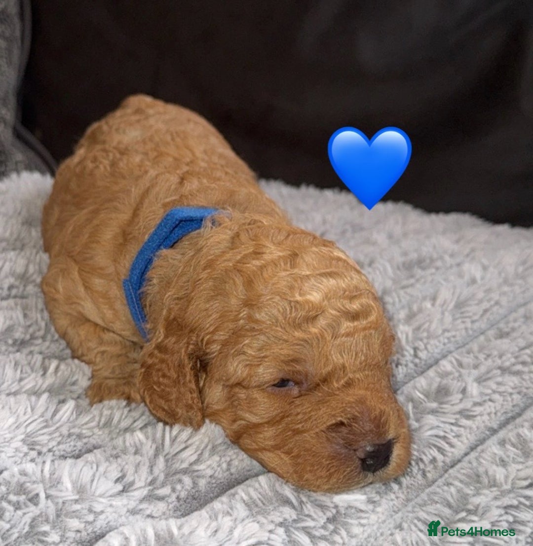 Cavapoo dogs for sale: Cavapoo puppies F1BB - Image 8