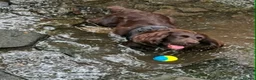 Sprocker dogs for sale: Adorable quality sprocker  puppies  - Advert 9
