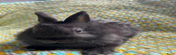 Netherland Dwarf rabbits for sale: Netherland Dwarf Rabbits available now - Advert 6