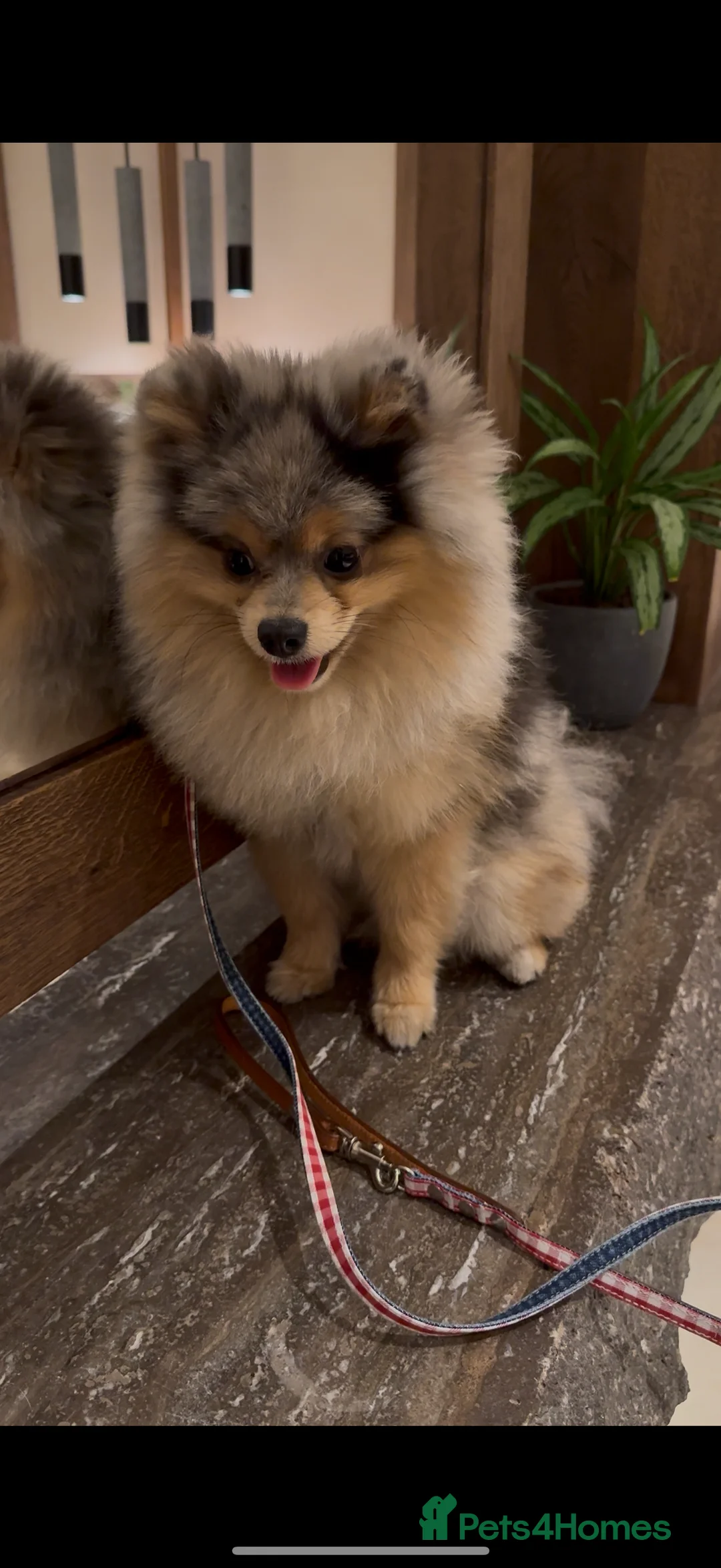 Pomeranian dogs for stud: Rare Blue & Tan Merle Pomeranian Stud – London  - Advert 13