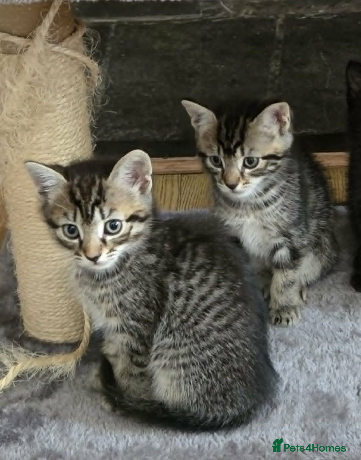 Mixed Breed cats 2 Female Tabbys - Advert 3
