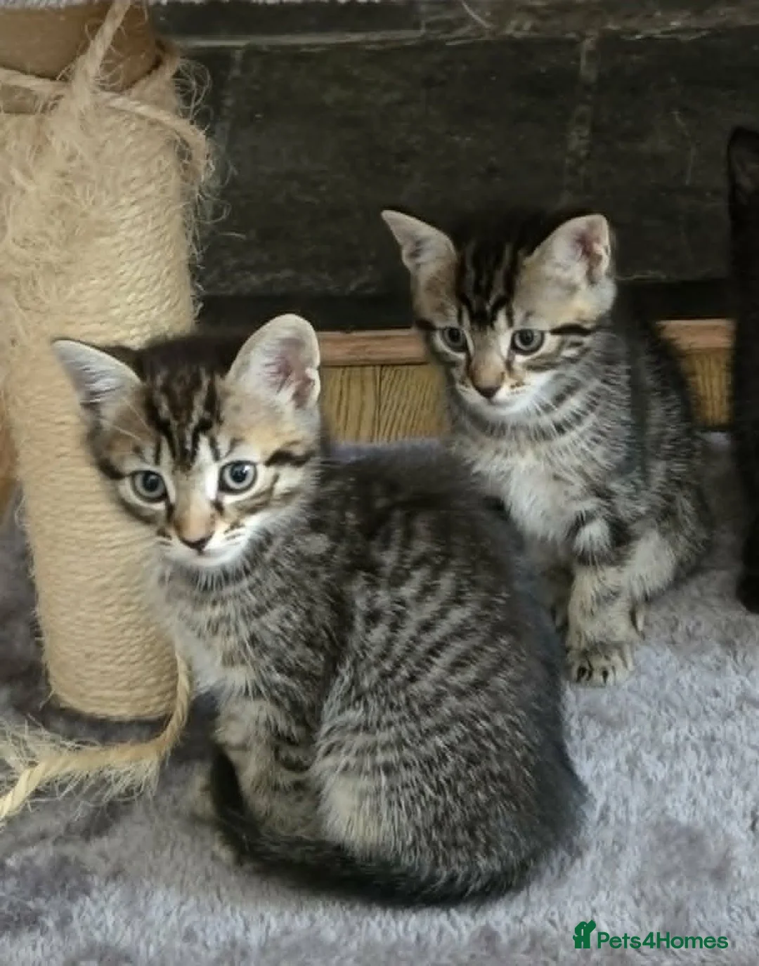 Mixed Breed cats for sale: 2 Female Tabbys in Ipswich - Advert 1