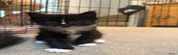 Maine Coon cats for sale: Stunning Maine Coon Cross Kittens – Ready Soon 🐾  - Advert 15