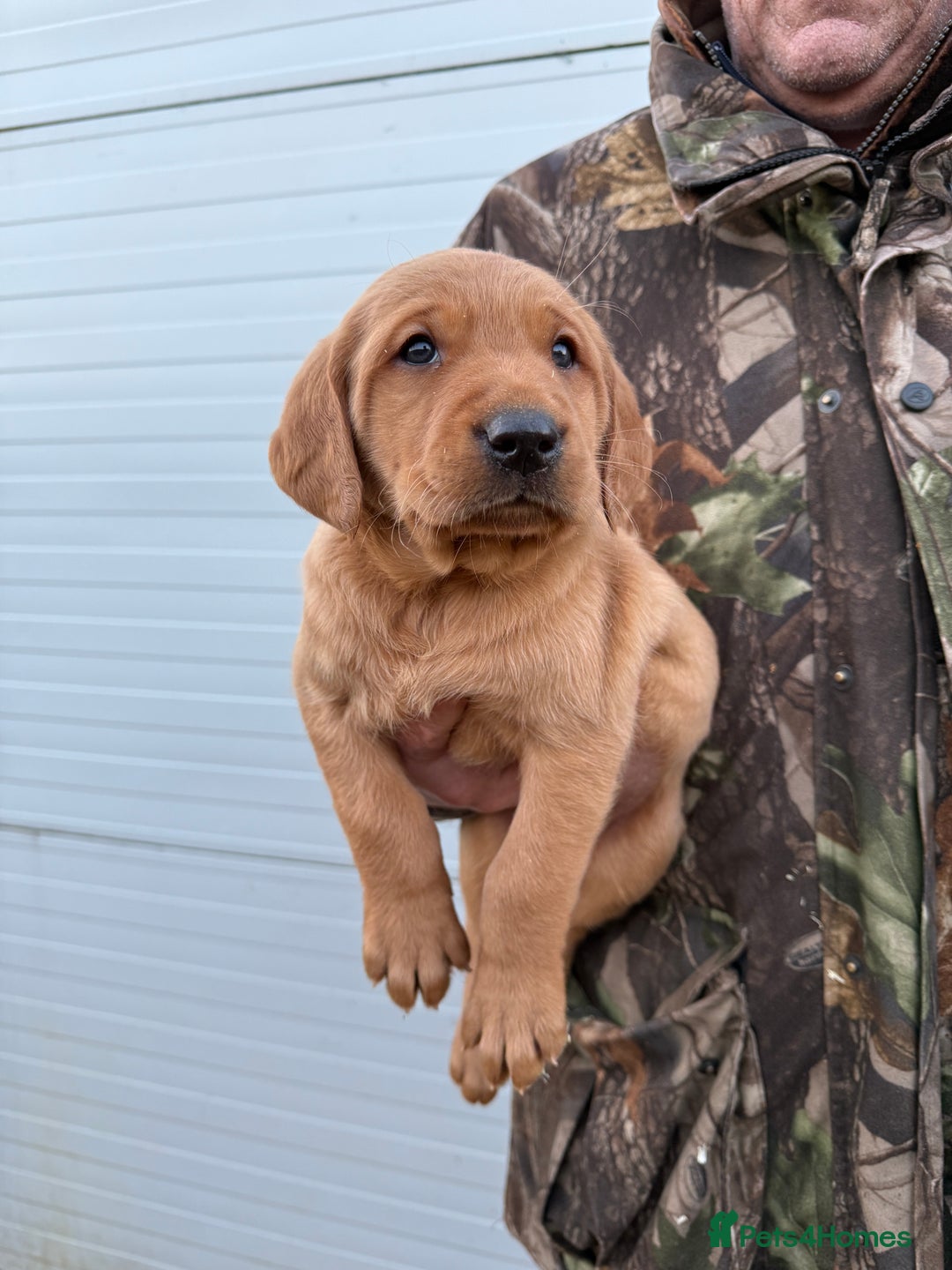 Goldador dogs for sale: Beautiful Chunky Dark Red Goldadors  - Advert 3