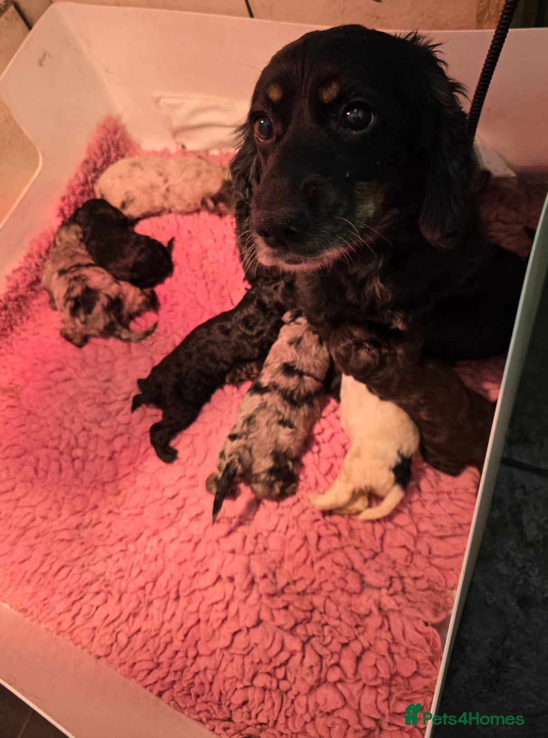 Cockapoo dogs for sale: Cockapoo Puppies F1 Ready Now Domestic Licence in Canterbury - Image 5