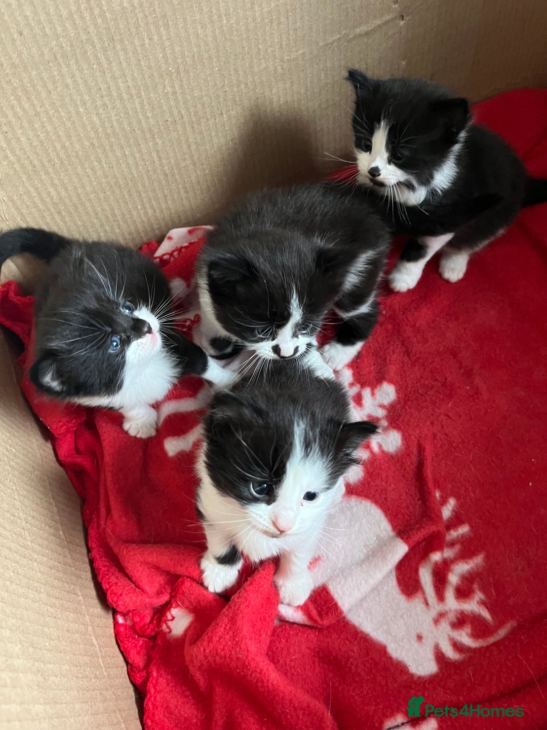 Mixed Breed cats for sale: 4 Beautiful fluffy Black & White kittens  - Image 10