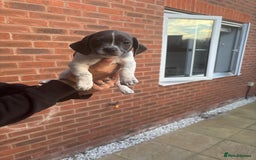 Dachshund dogs for sale: Dachshund X female  - Image 1