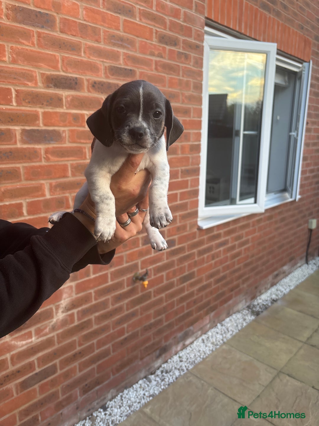 Dachshund dogs for sale: Dachshund X female  - Image 1