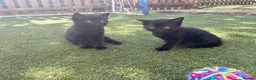 Mixed Breed cats for sale: 4 Beautiful Kittens For Sale 🥰 - Advert 13