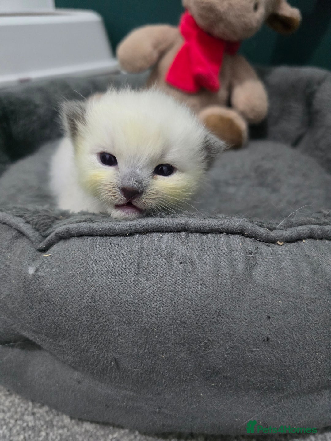 Ragdoll cats for sale: 💙 BLUEPOINT RAGDOLL BOY FOR SALE 💙 - Image 30