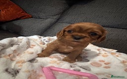 Cavalier King Charles Spaniel dogs for sale: KC REG Trio- Cavalier King Charles  - Image 6