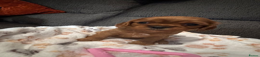 Cavalier King Charles Spaniel ruby