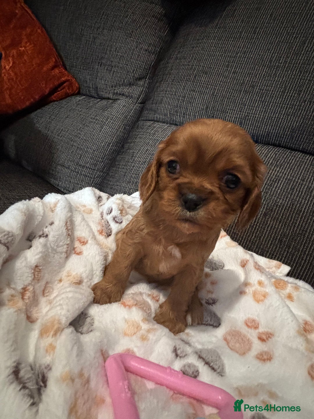 Cavalier King Charles Spaniel dogs for sale: KC REG Trio- Cavalier King Charles  - Image 6