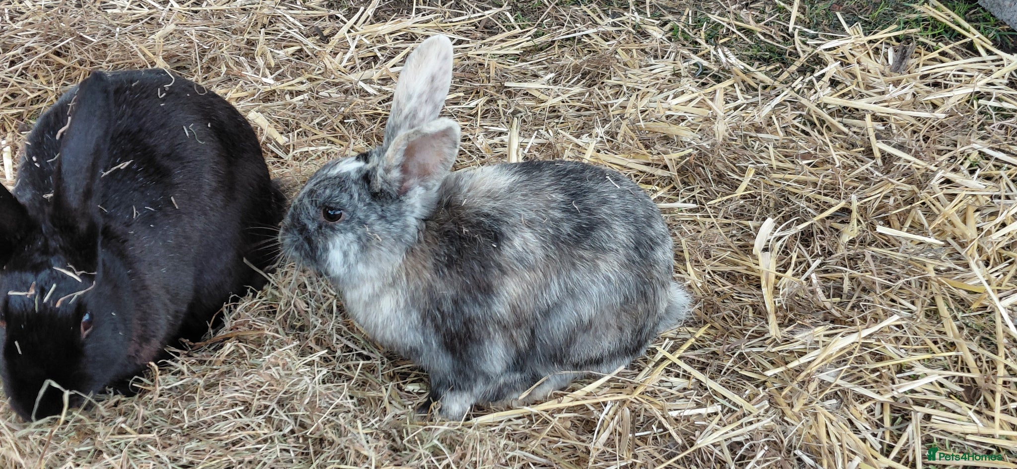 Mixed Breed rabbits Continental giant x Harlequin - Advert 16