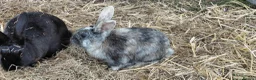 Mixed Breed rabbits for sale: Continental giant x Harlequin - Advert 1