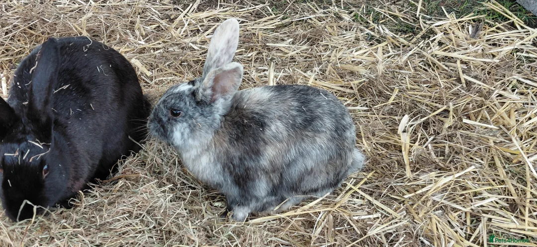 Mixed Breed rabbits for sale: Continental giant x Harlequin - Advert 1