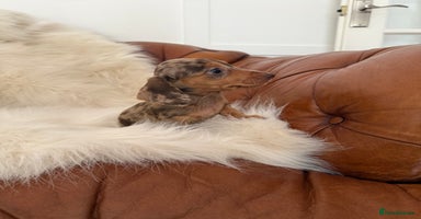 Miniature Dachshund dogs - Advert 12