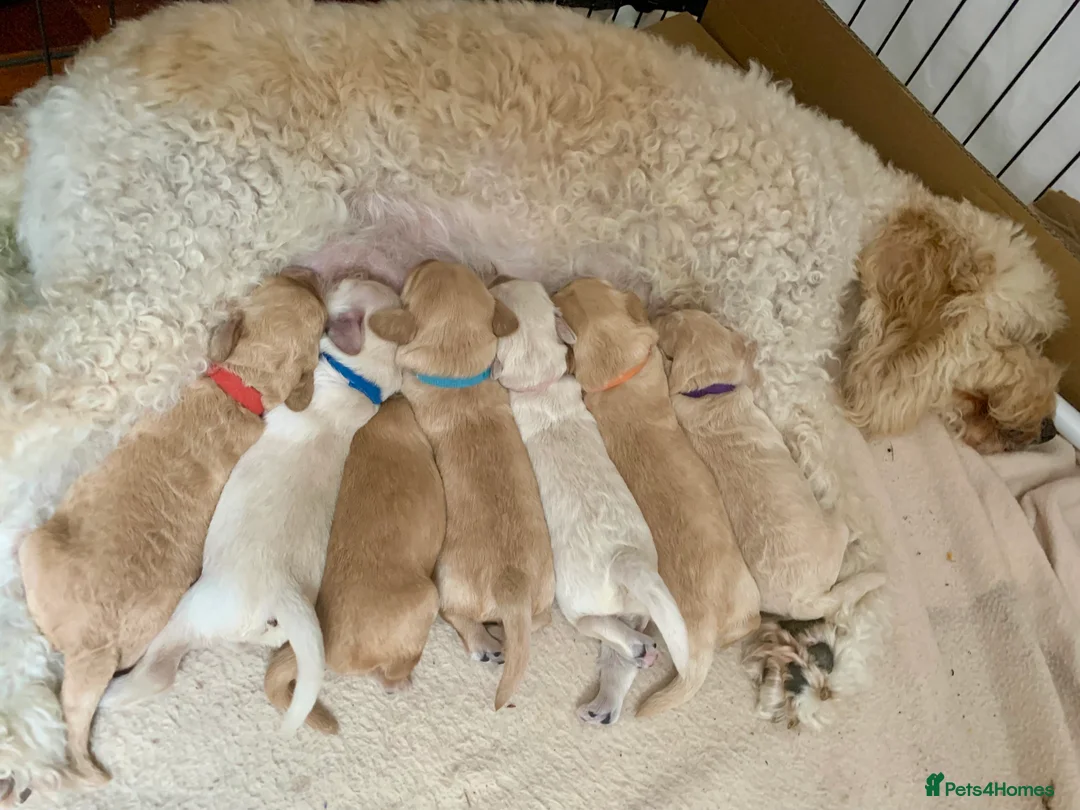 Labradoodle dogs for stud: Multigen/F3b Labradoodle Stud in Calne - Advert 37