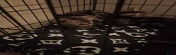 Mixed Breed cats for sale: Kittens for sale  - Advert 7