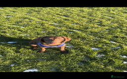 Labradoodle dogs for sale: labradoodle Male  - Image 2