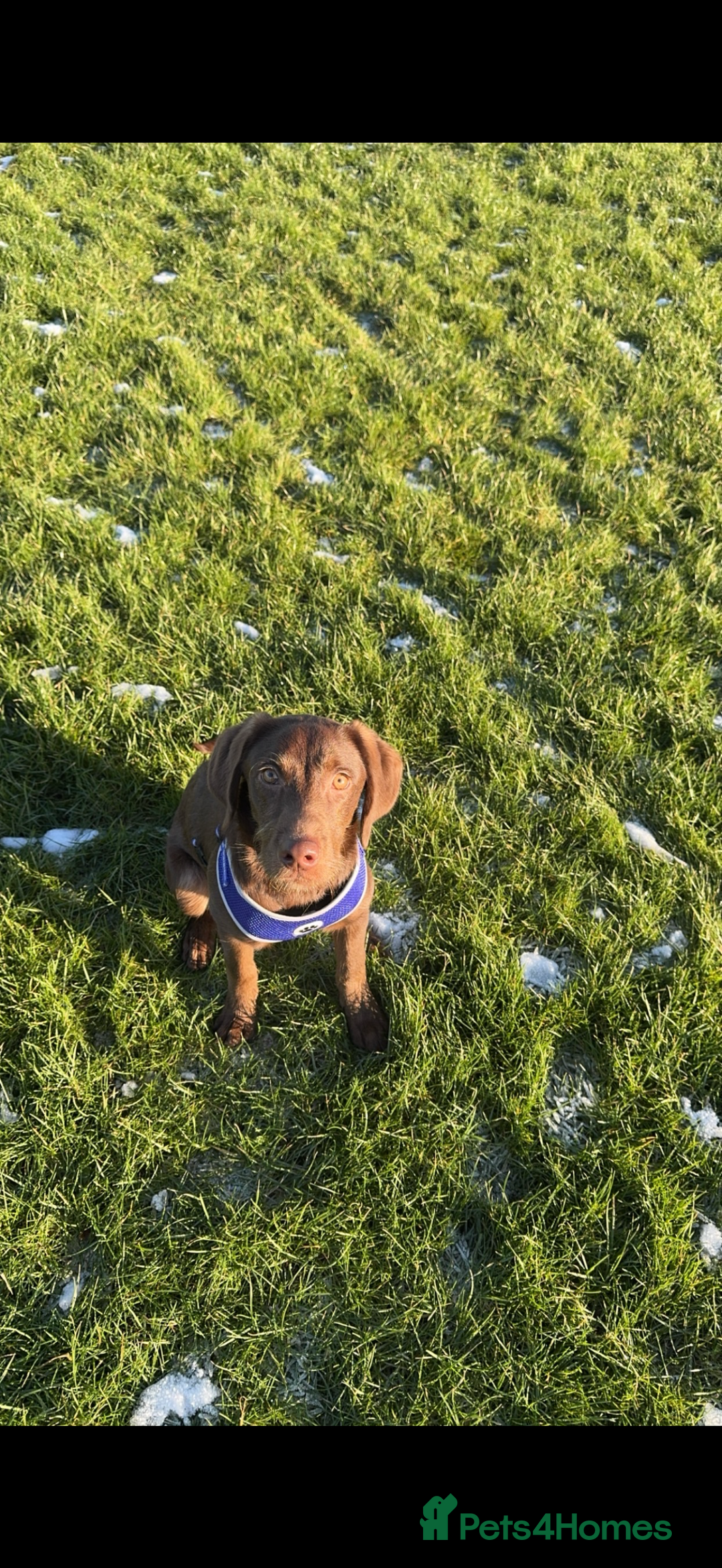 Labradoodle dogs for sale: labradoodle Male  - Image 2