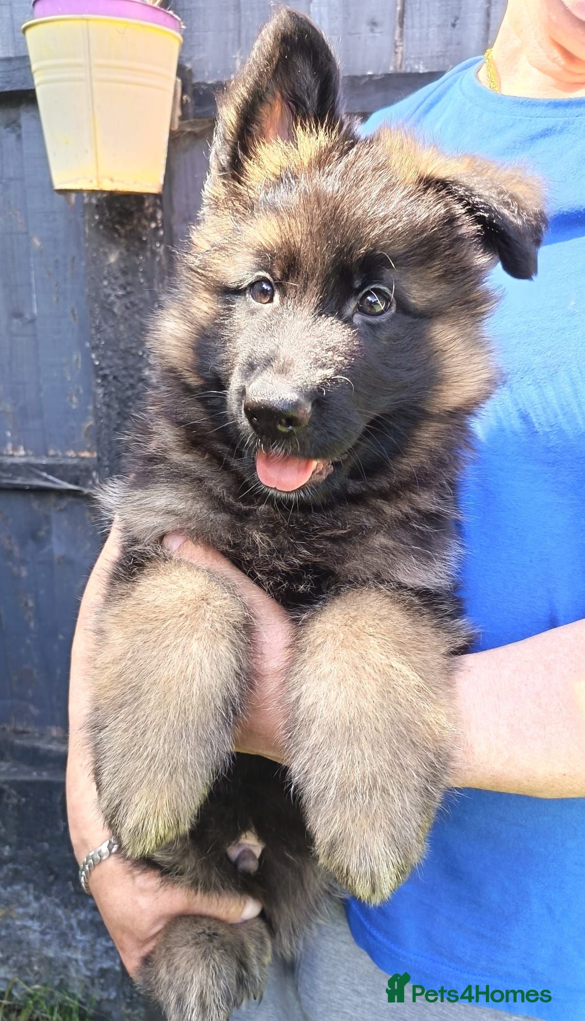 German Shepherd dogs PUPPIES FOR SALE - Advert 9