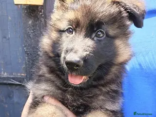 German Shepherd dogs PUPPIES FOR SALE - Advert 9