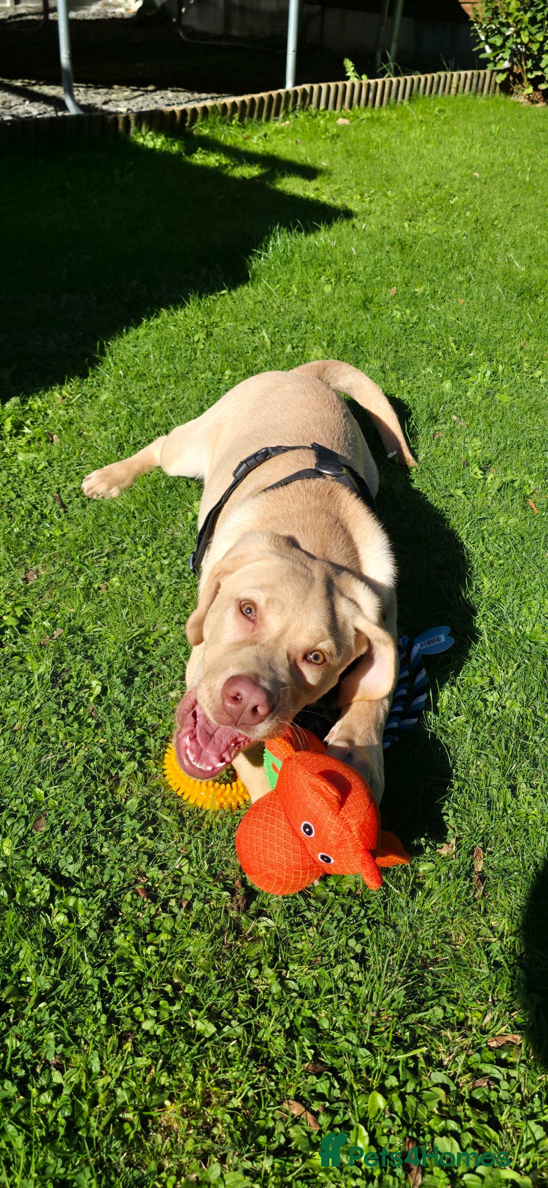 Labrador Retriever dogs for sale: Male - 7 month Yellow Labrador Retreiver - Advert 5