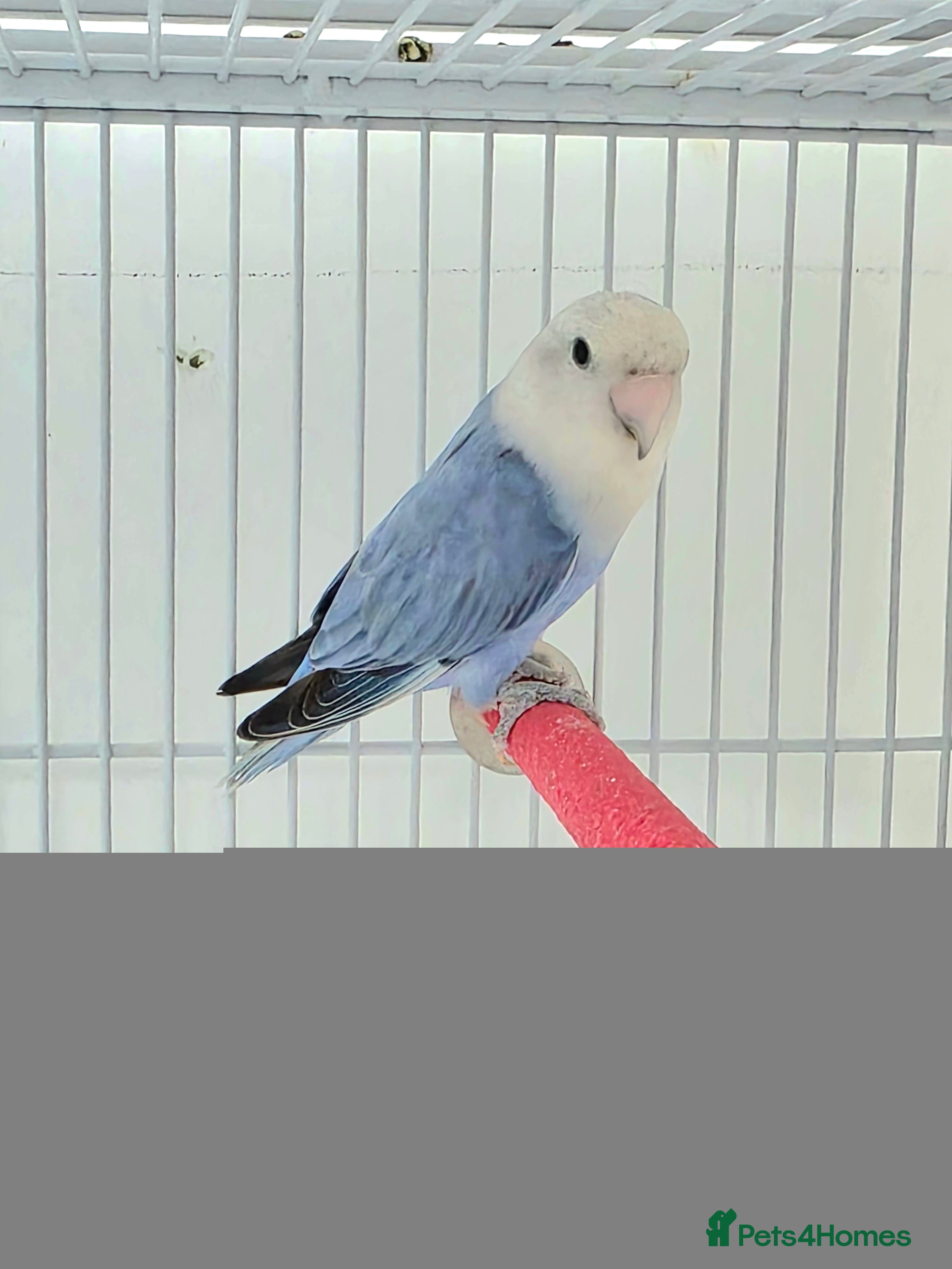 Lovebirds birds Blue peachface lovebirds  - Advert 2