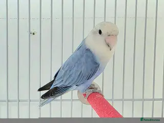 Lovebirds birds Blue peachface lovebirds - Advert 2