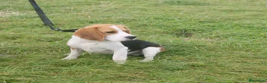 Beagle 1