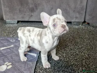 French Bulldog dogs Last female merle french bulldog - Advert 4