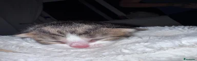 Tabby 