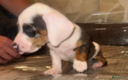 Miniature Dachshund dogs for sale: Miniature dachshund puppys - Image 3