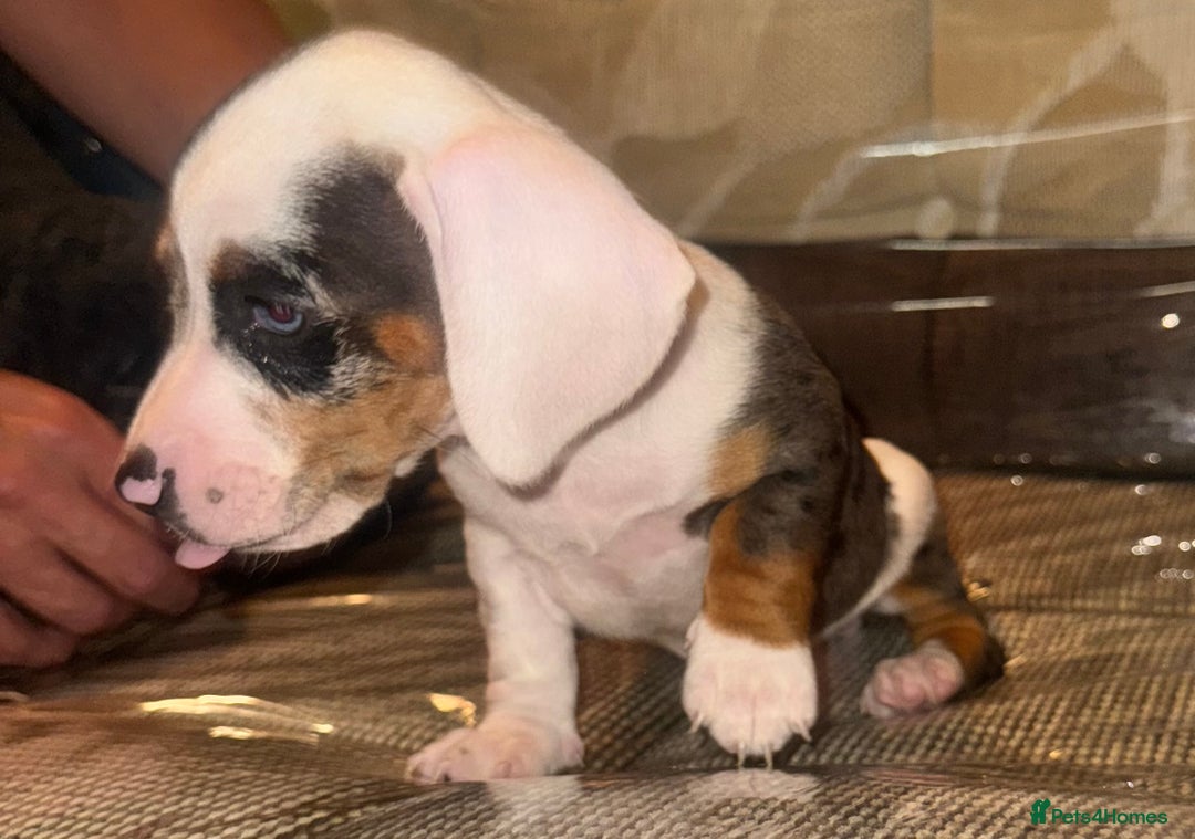 Miniature Dachshund dogs for sale: Miniature dachshund puppys - Image 3