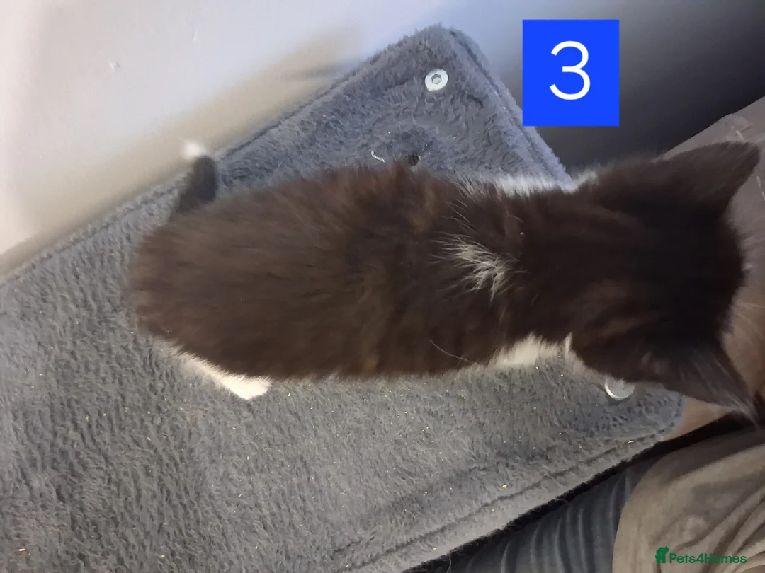 Domestic Shorthair cats for sale: TUXEDO KITTENS  - Advert 18