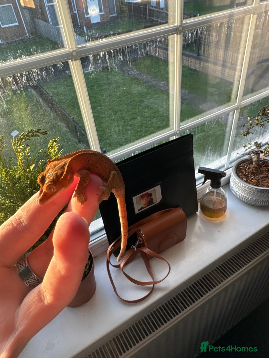 Gecko reptiles for sale: Two 6 month crested geckos with full set up - Advert 6