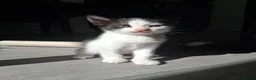 Mixed Breed cats for sale: READY NOW. 2 Kittens left  - Advert 6
